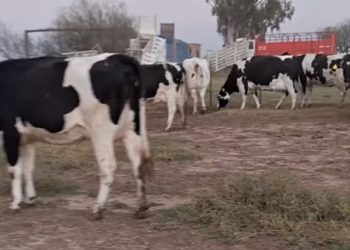 Cómo contar la peor noticia: Cerró un tambo que no quería cerrar