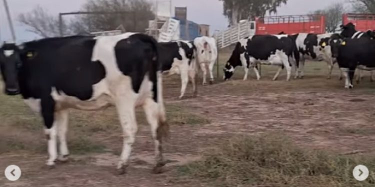 Cómo contar la peor noticia: Cerró un tambo que no quería cerrar
