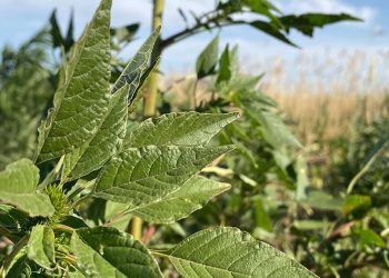 ¿Cómo está hoy el mapa de malezas en Argentina?
