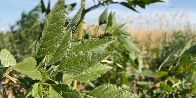 ¿Cómo está hoy el mapa de malezas en Argentina?