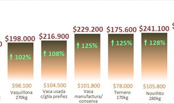 ¿Cómo quedó la brecha entre el ternero y el novillo?