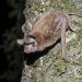 Descubren una nueva especie de murciélago en Misiones: ya son 70 en todo el país