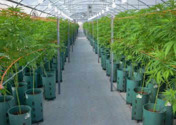 El cannabis medicinal y el cáñamo industrial “generarán ventajas económicas al país”