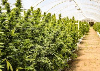 El gobierno reglamentó la Ley de Cannabis Medicinal y Cáñamo Industrial