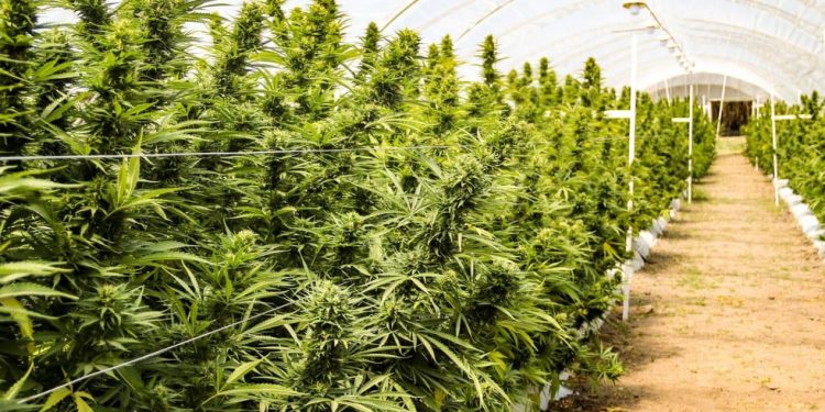 El gobierno reglamentó la Ley de Cannabis Medicinal y Cáñamo Industrial