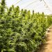 El gobierno reglamentó la Ley de Cannabis Medicinal y Cáñamo Industrial