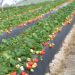 El robot que elimina plagas sin utilizar agroquímicos