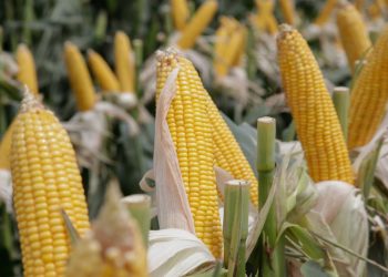 Estudian la presencia de un hongo que genera micotoxinas en maíz