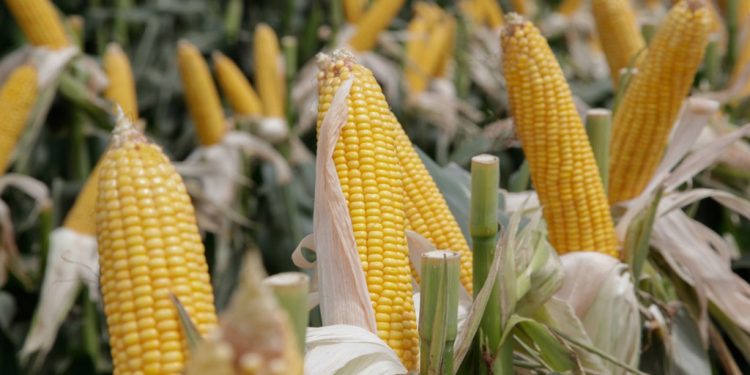 Estudian la presencia de un hongo que genera micotoxinas en maíz