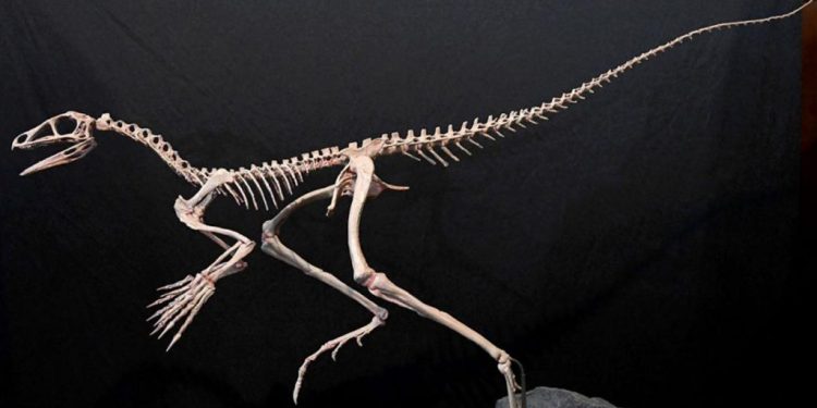 Hallan un reptil volador de hace 230 millones de años que puede responder uno de los grandes enigmas de la paleontología