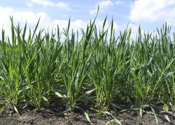 Por un invierno sin frío, advierten posible caída de rendimientos en trigo