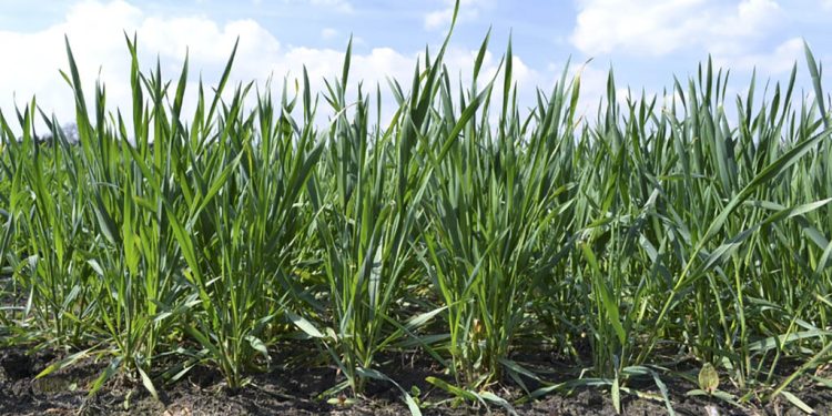 Por un invierno sin frío, advierten posible caída de rendimientos en trigo