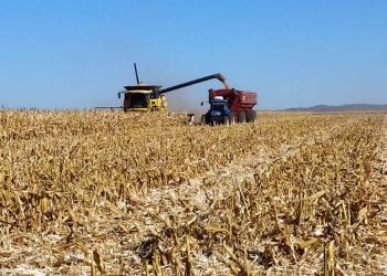 Se espera un crecimiento mayor al 5% en la producción mundial de maíz