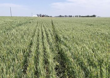 Situación y perspectiva de cultivos de soja, trigo y garbanzo en Córdoba