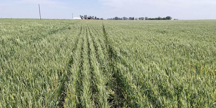 Situación y perspectiva de cultivos de soja, trigo y garbanzo en Córdoba