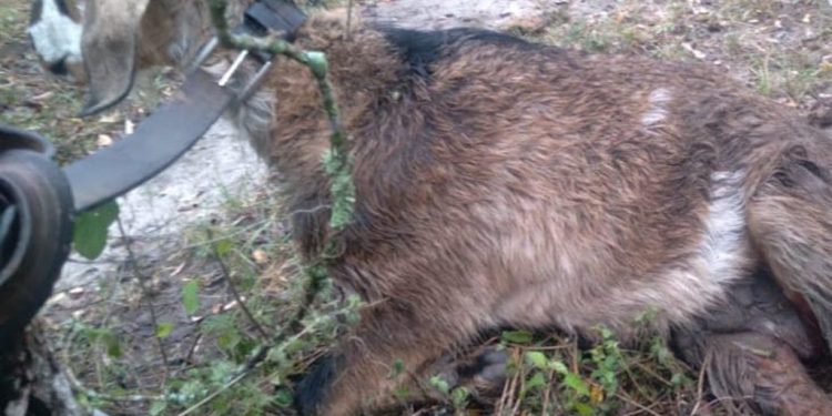 Tiene una granja agroecológica, denunció fumigaciones y le mataron animales: apunta a «la mafia de Vicentin» y a la Comuna