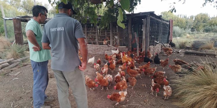 Validaron la declaración de Argentina como país libre de Influenza Aviar