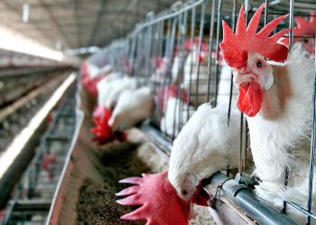 Argentina comenzará a exportar carne aviar a Corea del Sur