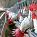Argentina comenzará a exportar carne aviar a Corea del Sur