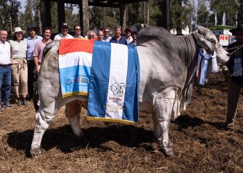 Consagraron a los mejores machos de ExpoBra 2023