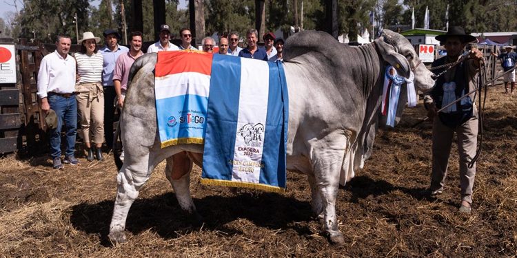 Consagraron a los mejores machos de ExpoBra 2023