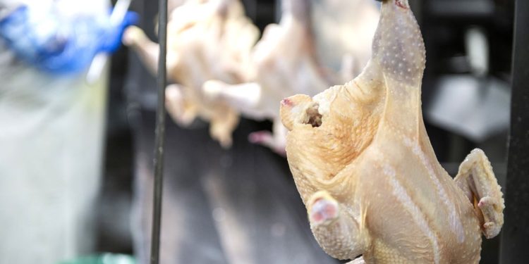 Cupra desmintió versiones sobre desabastecimiento y subas en los precios del pollo