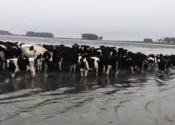 El drama de los tambos en el sur cordobés