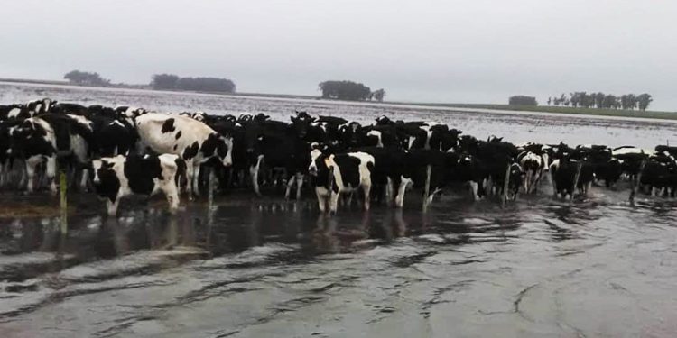 El drama de los tambos en el sur cordobés