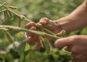 El INTA desarrolló una soja todo terreno