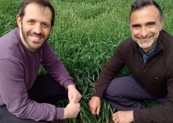 El nitrato del suelo, clave para el crecimiento de las plantas y la reducción de fertilizantes