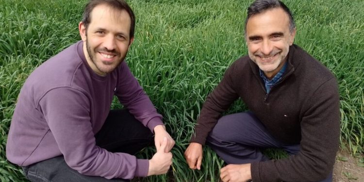 El nitrato del suelo, clave para el crecimiento de las plantas y la reducción de fertilizantes