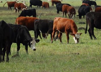 El stock ganadero creció 1,3% y superó 11,6 millones de cabezas en 2023