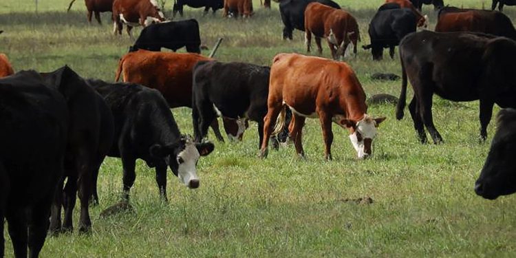 El stock ganadero creció 1,3% y superó 11,6 millones de cabezas en 2023