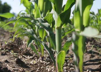Fertilización en maíz, cómo maximizar el aprovechamiento de los nutrientes del suelo