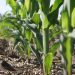 Fertilización en maíz, cómo maximizar el aprovechamiento de los nutrientes del suelo