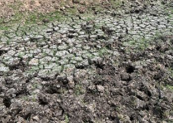 La sequía hizo retroceder la actividad un 27,4% interanual en el sector agropecuario