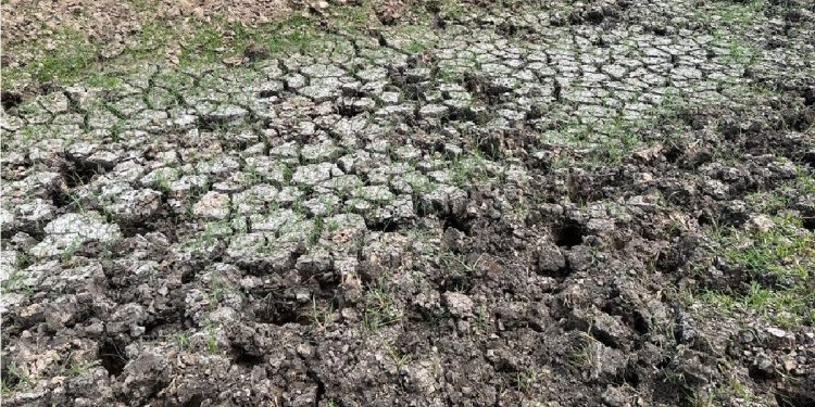 La sequía hizo retroceder la actividad un 27,4% interanual en el sector agropecuario