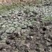 La sequía hizo retroceder la actividad un 27,4% interanual en el sector agropecuario