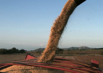 La venta de soja superó las 800.000 toneladas con la nueva edición del PIE