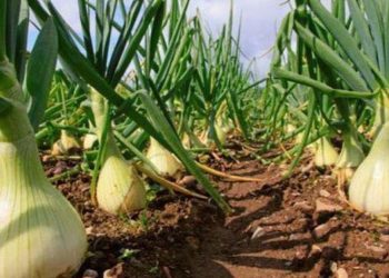 Presentan cebolla dulce santiagueña para exportar a Estados Unidos