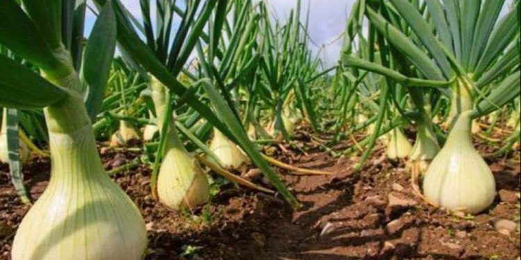Presentan cebolla dulce santiagueña para exportar a Estados Unidos