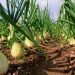 Presentan cebolla dulce santiagueña para exportar a Estados Unidos