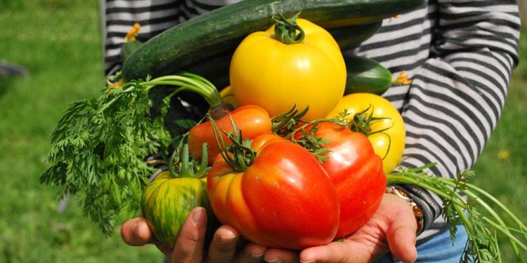 ¿Qué necesitas para hacer una huerta en casa?