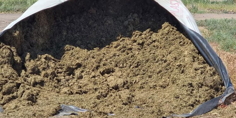 Tips para prevenir el impacto de las micotoxinas en la producción ganadera