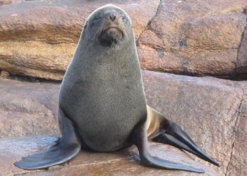 Ya son 11 los casos confirmados de gripe aviar en lobos marinos