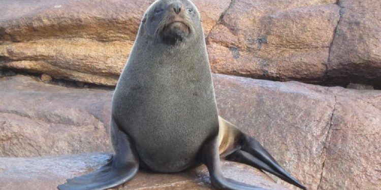Ya son 11 los casos confirmados de gripe aviar en lobos marinos