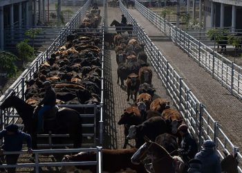 Carbap repudió presiones sobre el mercado de hacienda y el Gobierno salió a desmentirlas