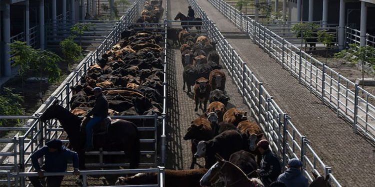 Carbap repudió presiones sobre el mercado de hacienda y el Gobierno salió a desmentirlas