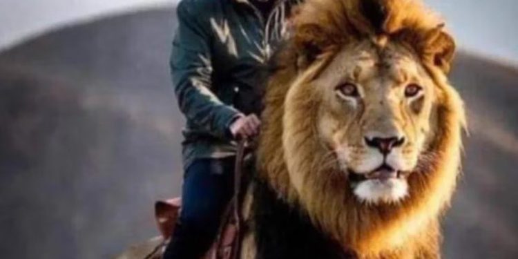 De Massa “montando” un león a Milei fingiendo demencia: los memes que dejó la primera vuelta