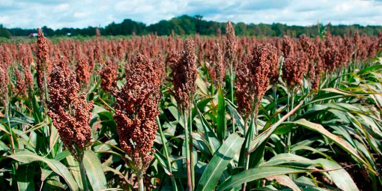 Dólar agro: cuáles son los nuevos productos alcanzados con el beneficio para exportar